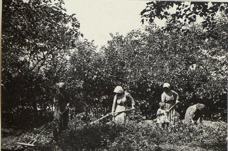 Arbeitende ital. Weiber in Franzenigo (BildID 15669153)