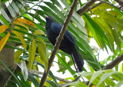 Bird leaf rainforest