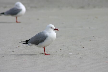 Sea seagulls beach