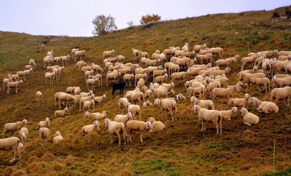 Sheep prato mountain