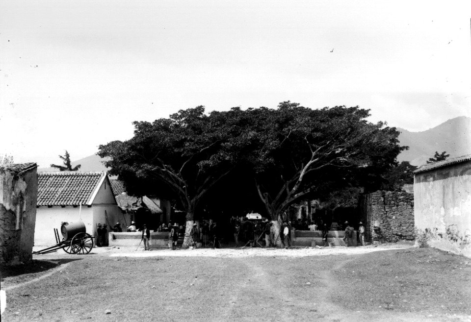 ArboledaAntiguaYas1919
