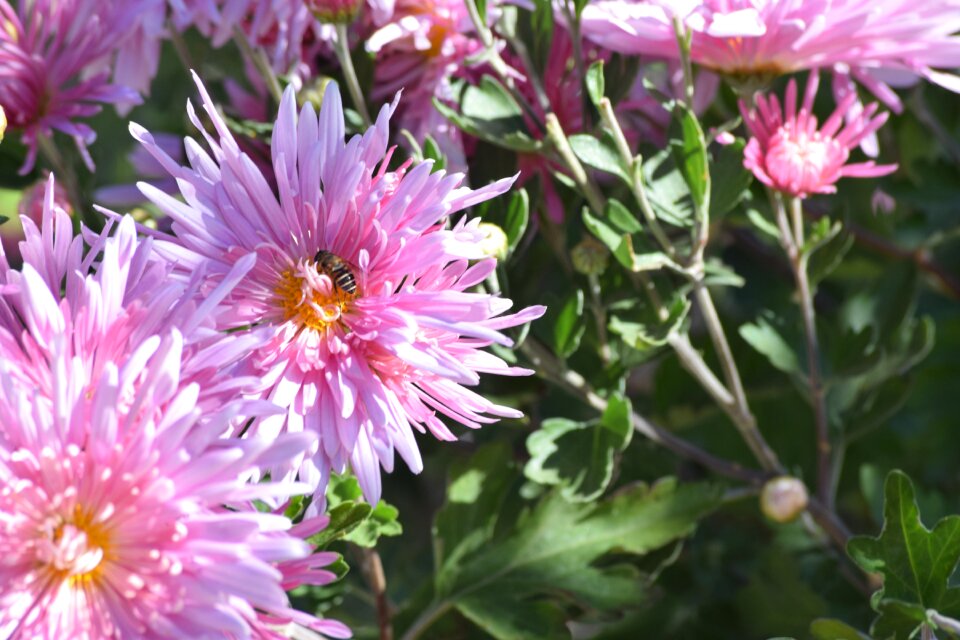 Nature bee blossom photo