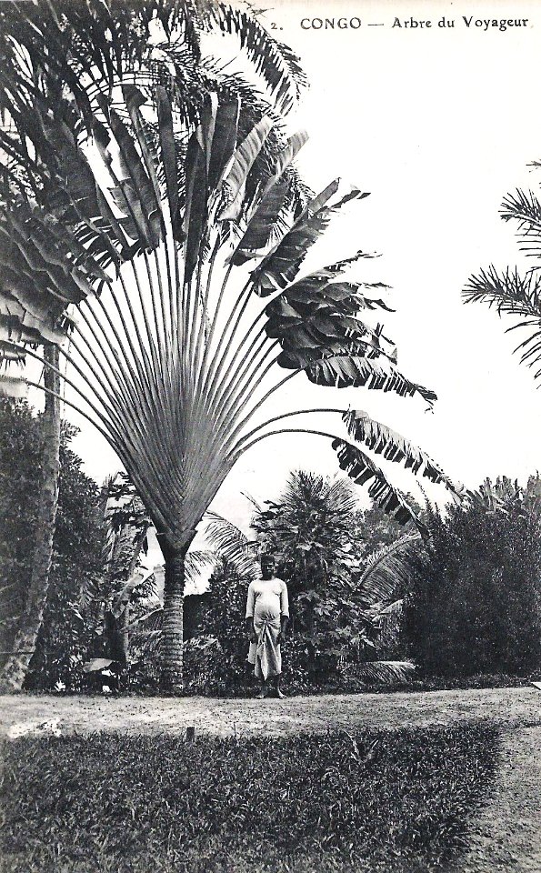 Arbre du Voyageur-Congo