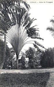 Arbre du Voyageur-Congo