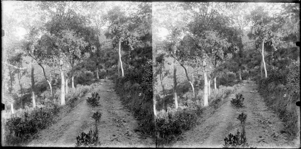 Arbres al camí de Cal Totxo