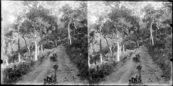 Arbres al camí de Cal Totxo
