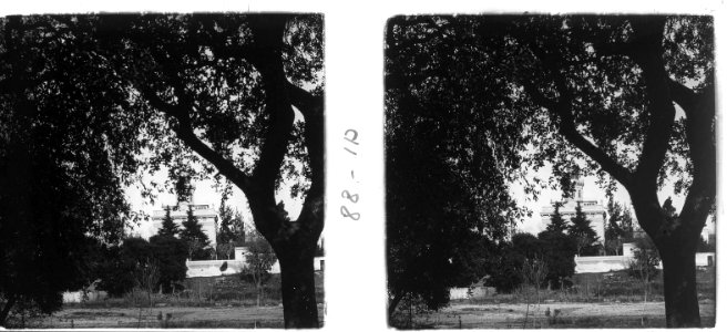 Arbre i casa a Cerdanyola
