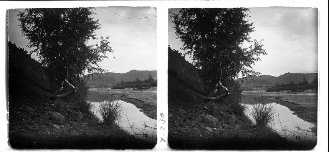 Arbre a les costes Santacana
