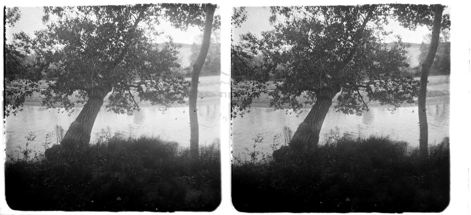 Arbres al costat d'un llac