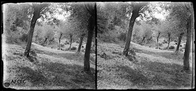 Arbres en un vessant prop de la font de Dalt de Can Perpinyà
