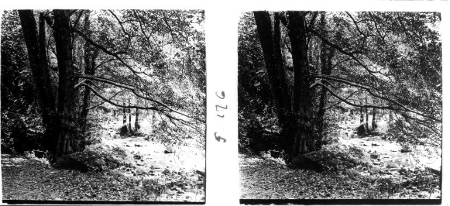 Arbres penjants a prop d'una riera a Sant Hilari Sacalm