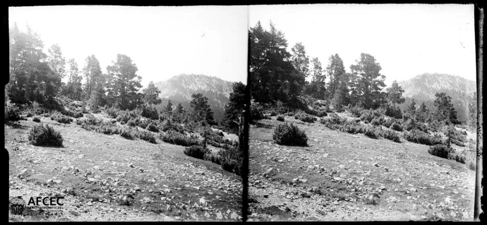 Arbres i vegetació a la collada de la Mata (AFCEC TORRAS B 11494)
