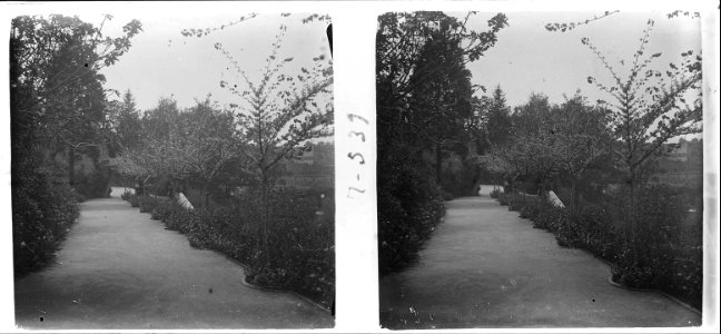 Arbres en flor al parc de Montjuïc