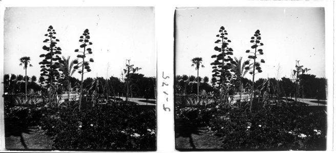 Arbres i pontet del Turó Parc
