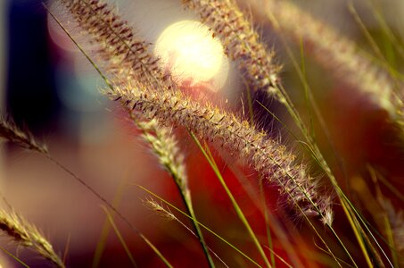 Growth field flora photo