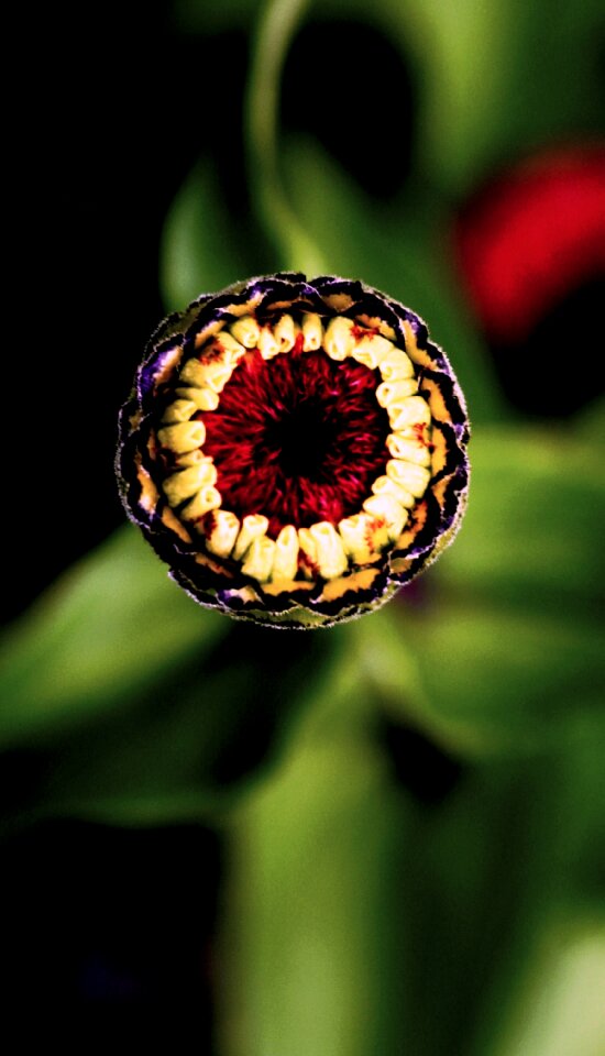 Flower bud nature flower