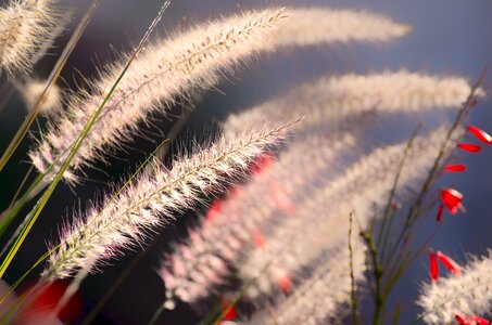 Growth field flora photo