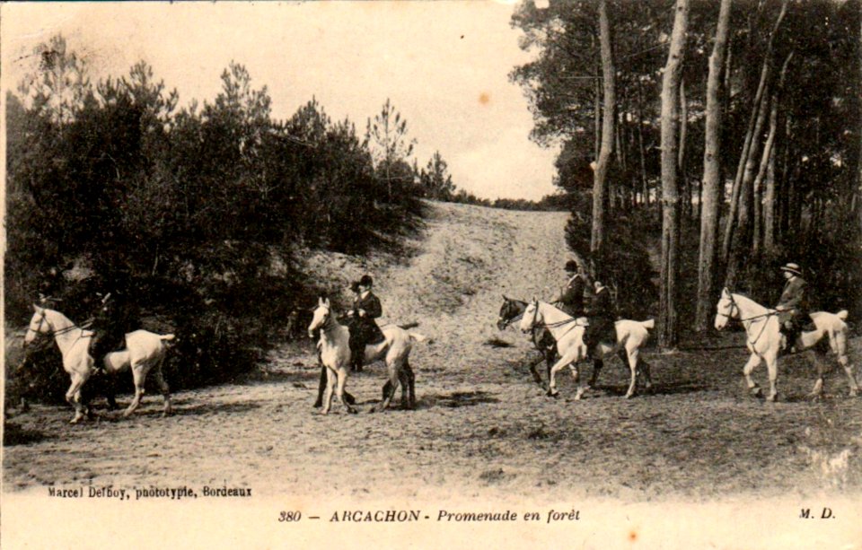 Arcachon - Forêt 8