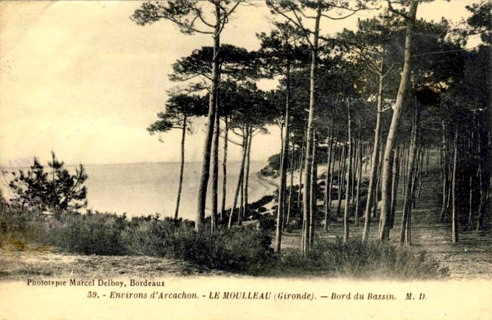 Arcachon - Forêt 4