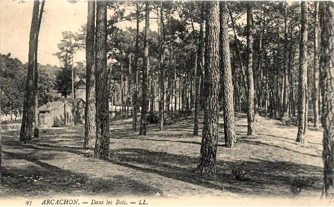 Arcachon - Forêt 6