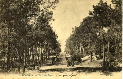 Arcachon - Forêt dunes 17
