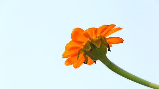 Tithonia mexican sunflower flower
