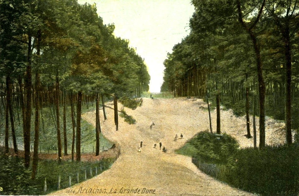 Arcachon - Forêt dunes 5