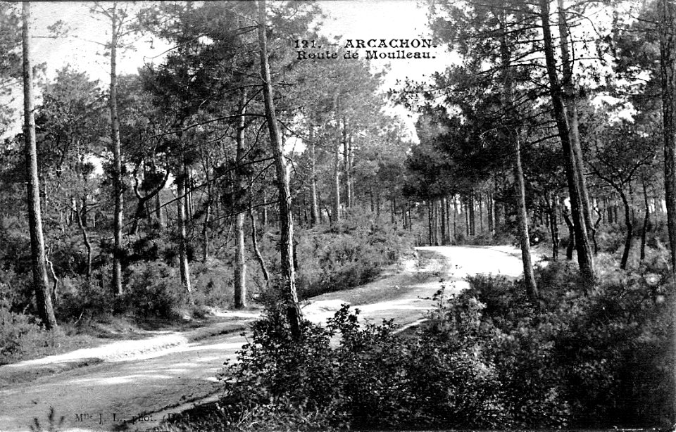 Arcachon - Forêt route de Moulleau 9