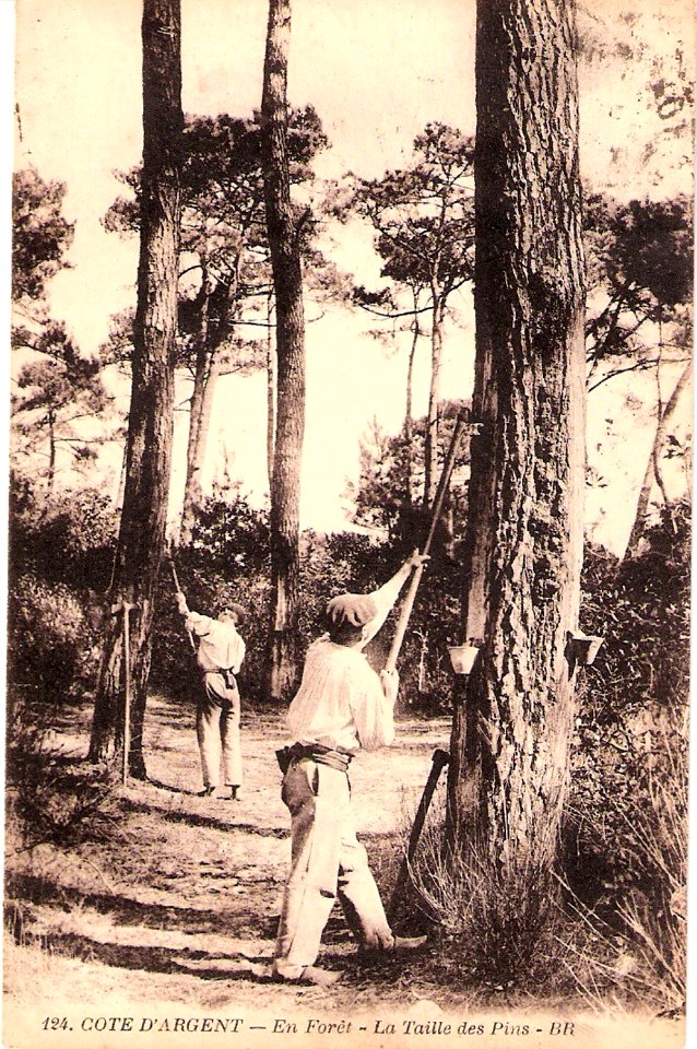 Arcachon - Forêt résinier 10