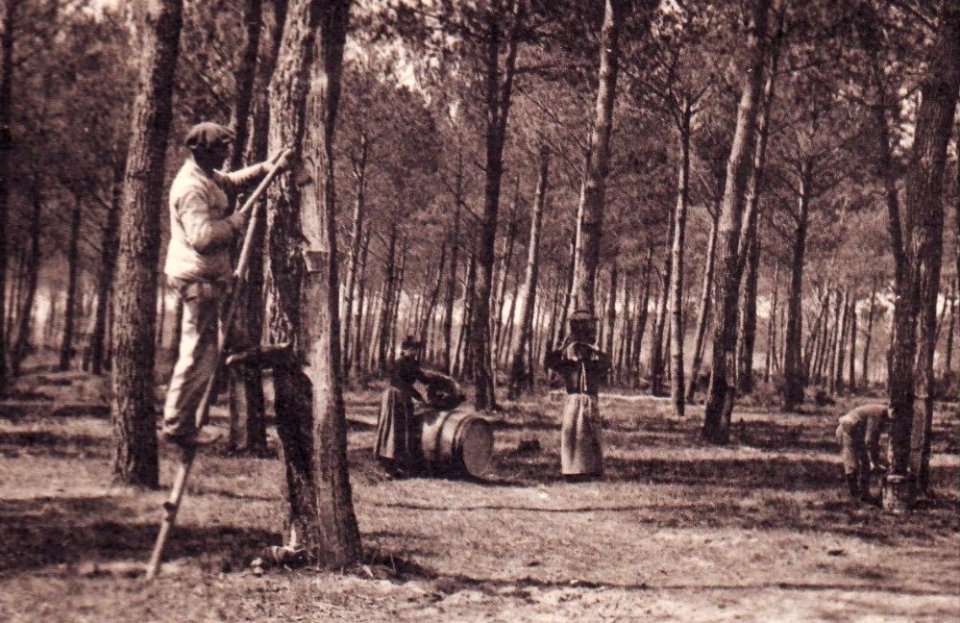 Arcachon - Forêt résinier 4