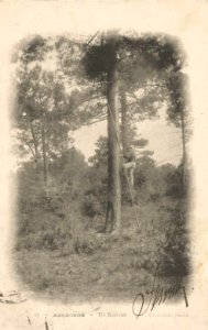 Arcachon - Forêt résinier 15