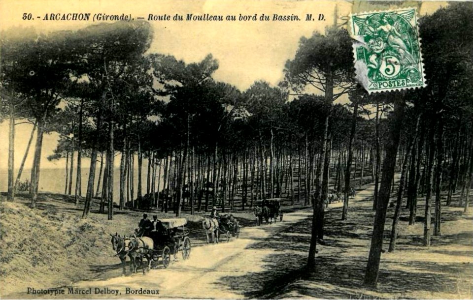 Arcachon - Forêt route de Moulleau 8