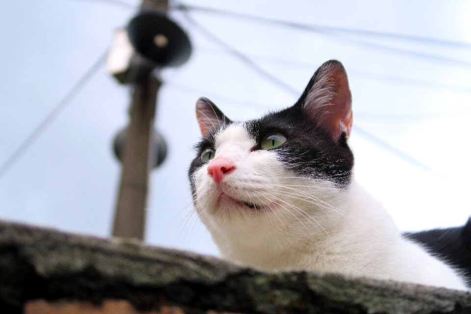 Cute portrait cat