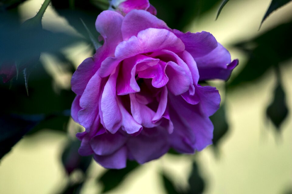 Gardening nature plants