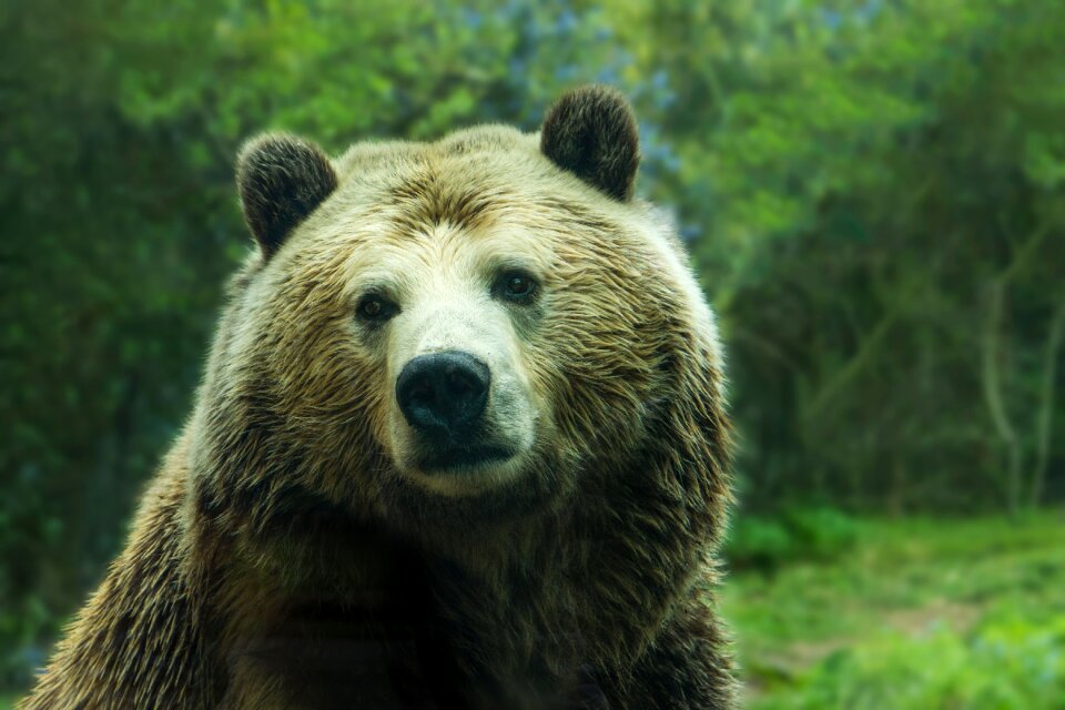 Animal outdoor nature