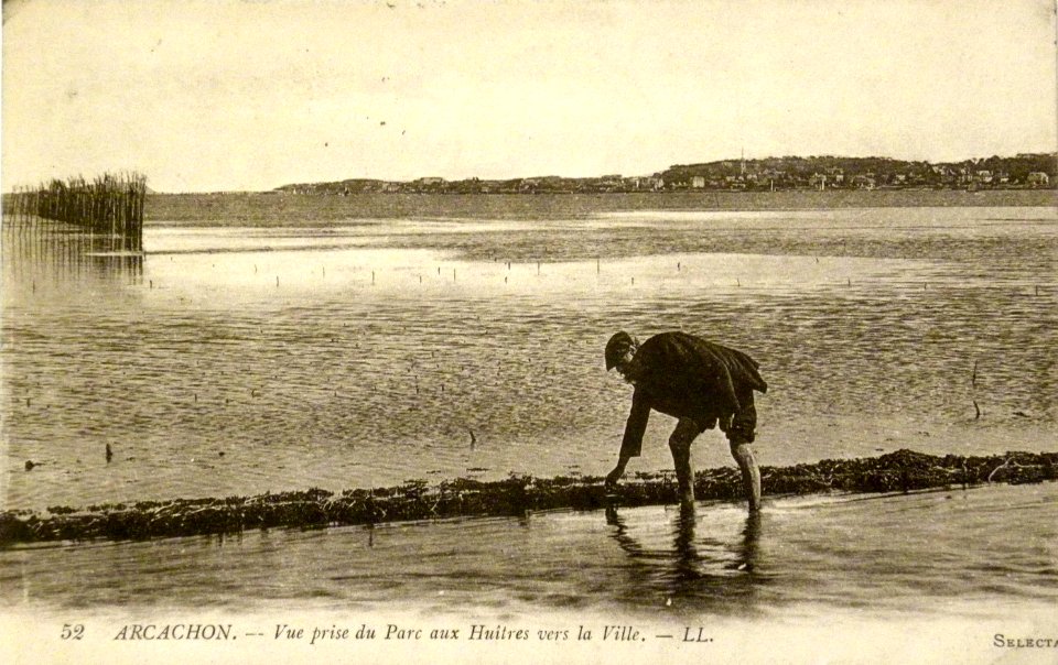 Arcachon - parc aux huitres 1