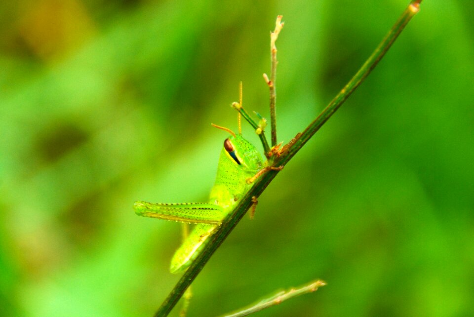 Macro nature animal