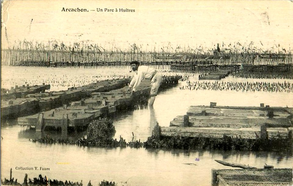 Arcachon - parc aux huitres 3
