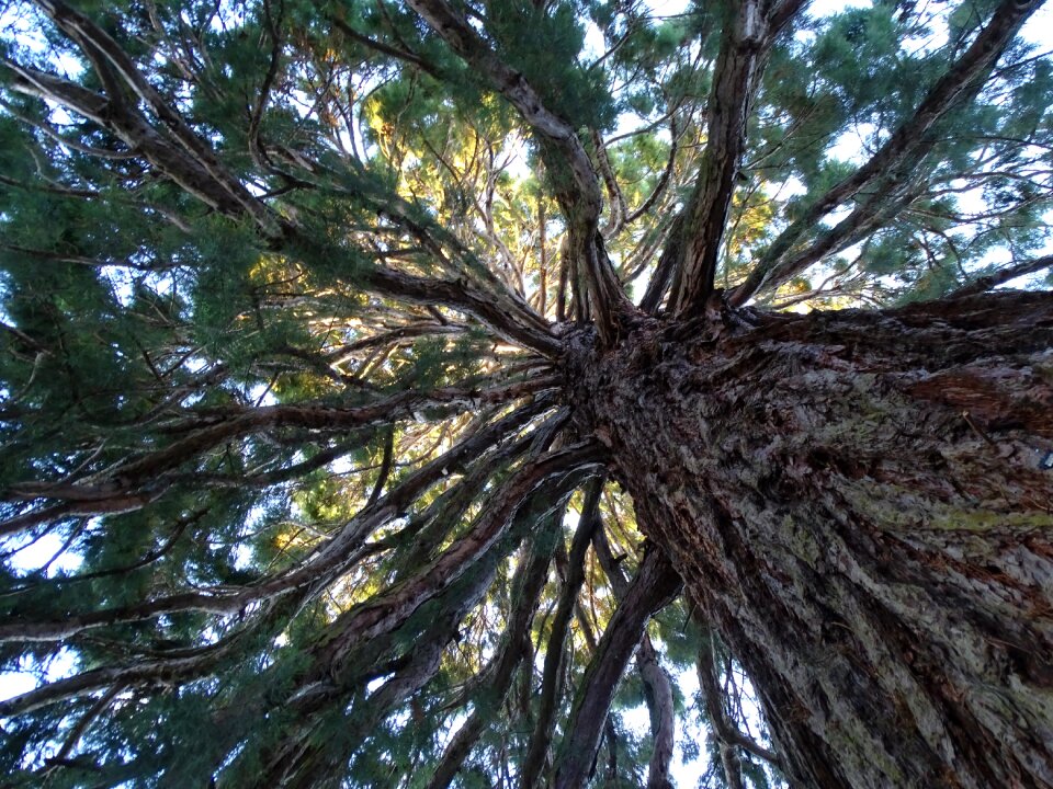 Tree mamut tree tree branches
