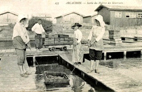 Arcachon - Sortie des huitres des réserves