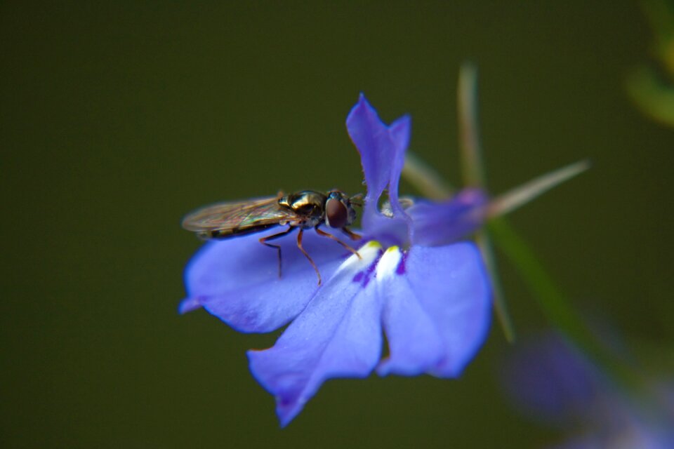 Macro nature insect