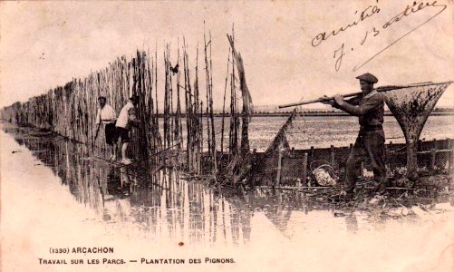 Arcachon - travail au parc aux huitres 13