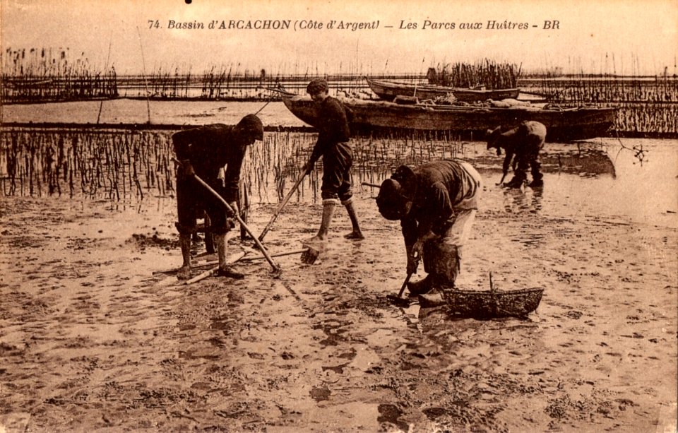 Arcachon - travail au parc aux huitres 15