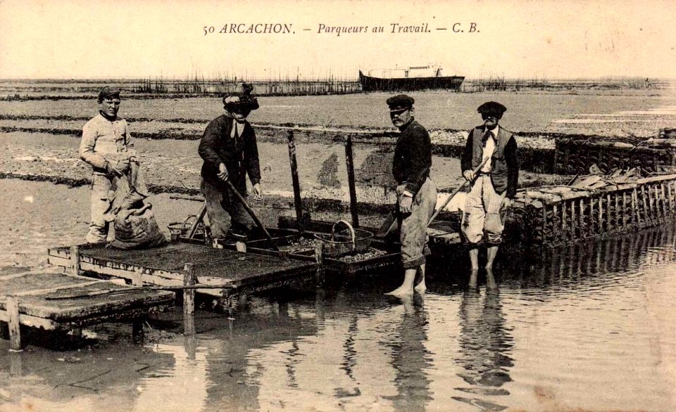 Arcachon - travail au parc aux huitres 7