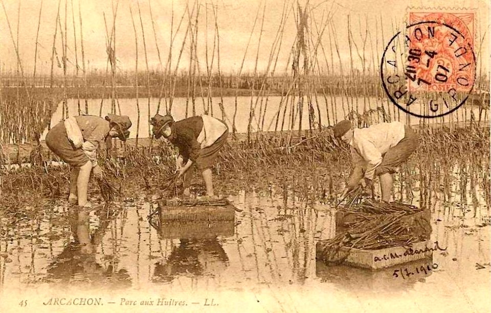 Arcachon - travail au parc aux huitres 5