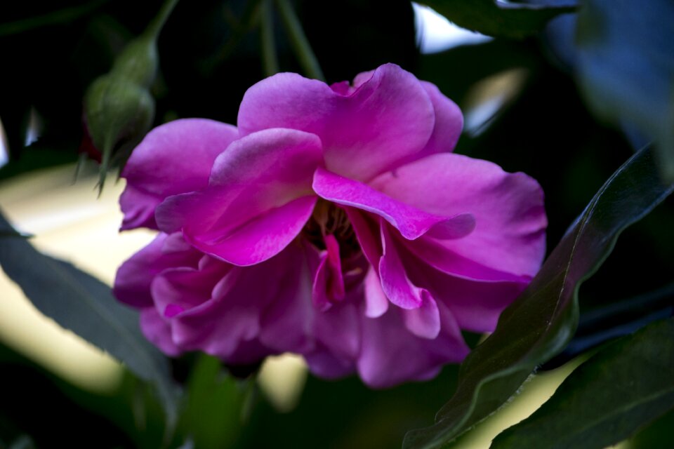Gardening nature plants