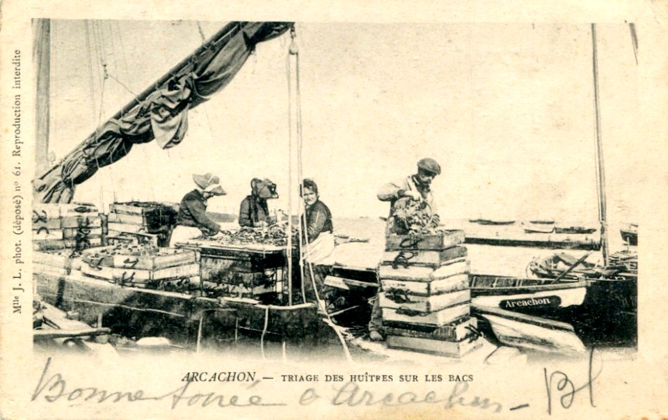 Arcachon - travail de triage 2