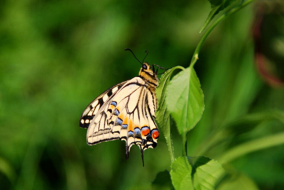Nature animal wing