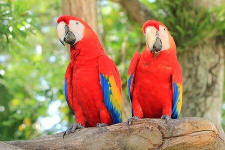 Macaw bird zoo