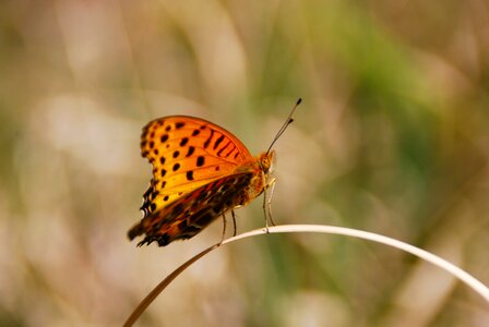 Nature animal wing photo